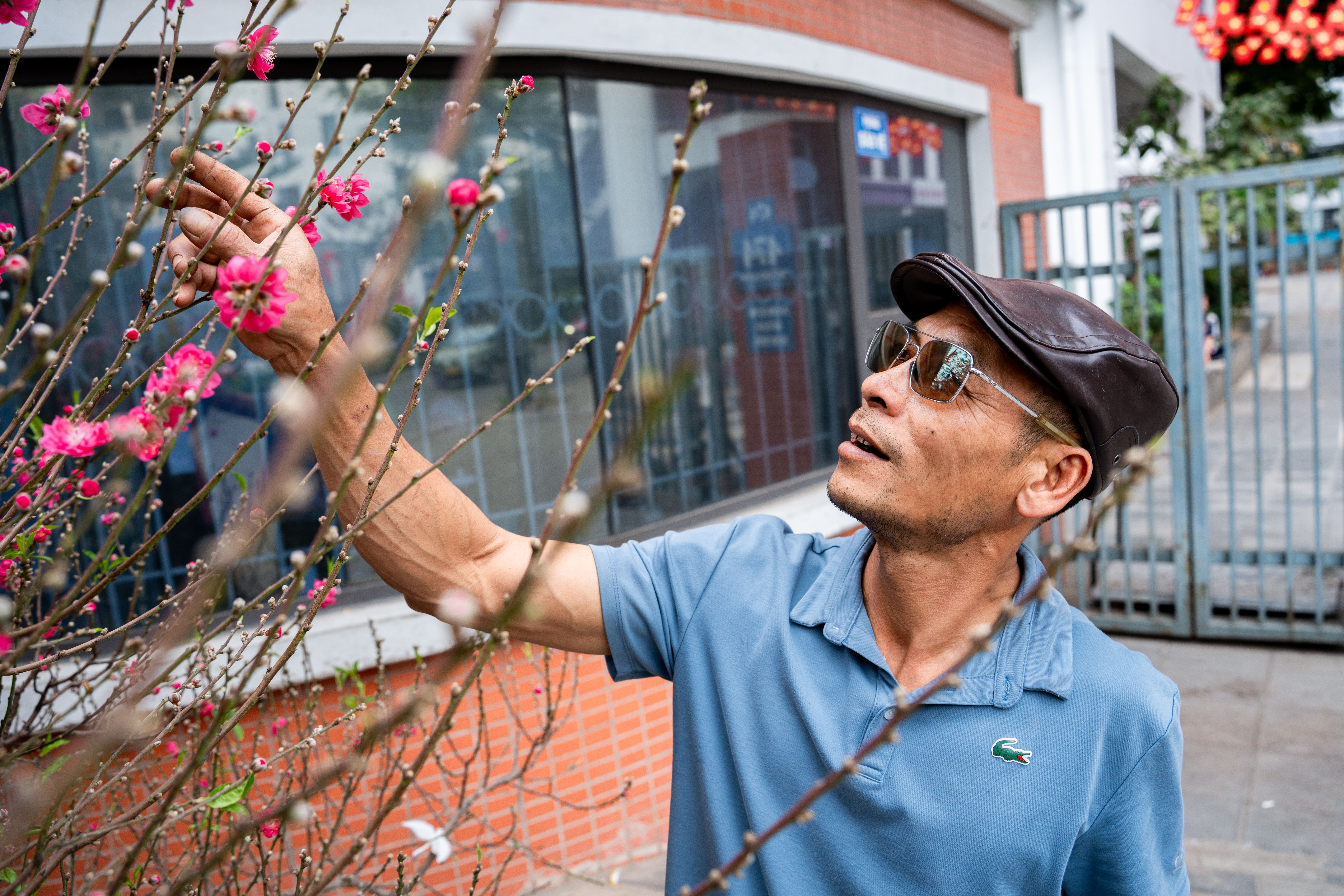 Cay dao tram trieu,  Cay tram trieu,  Cay Tet Ha,  Dao Nhat Tan anh 7