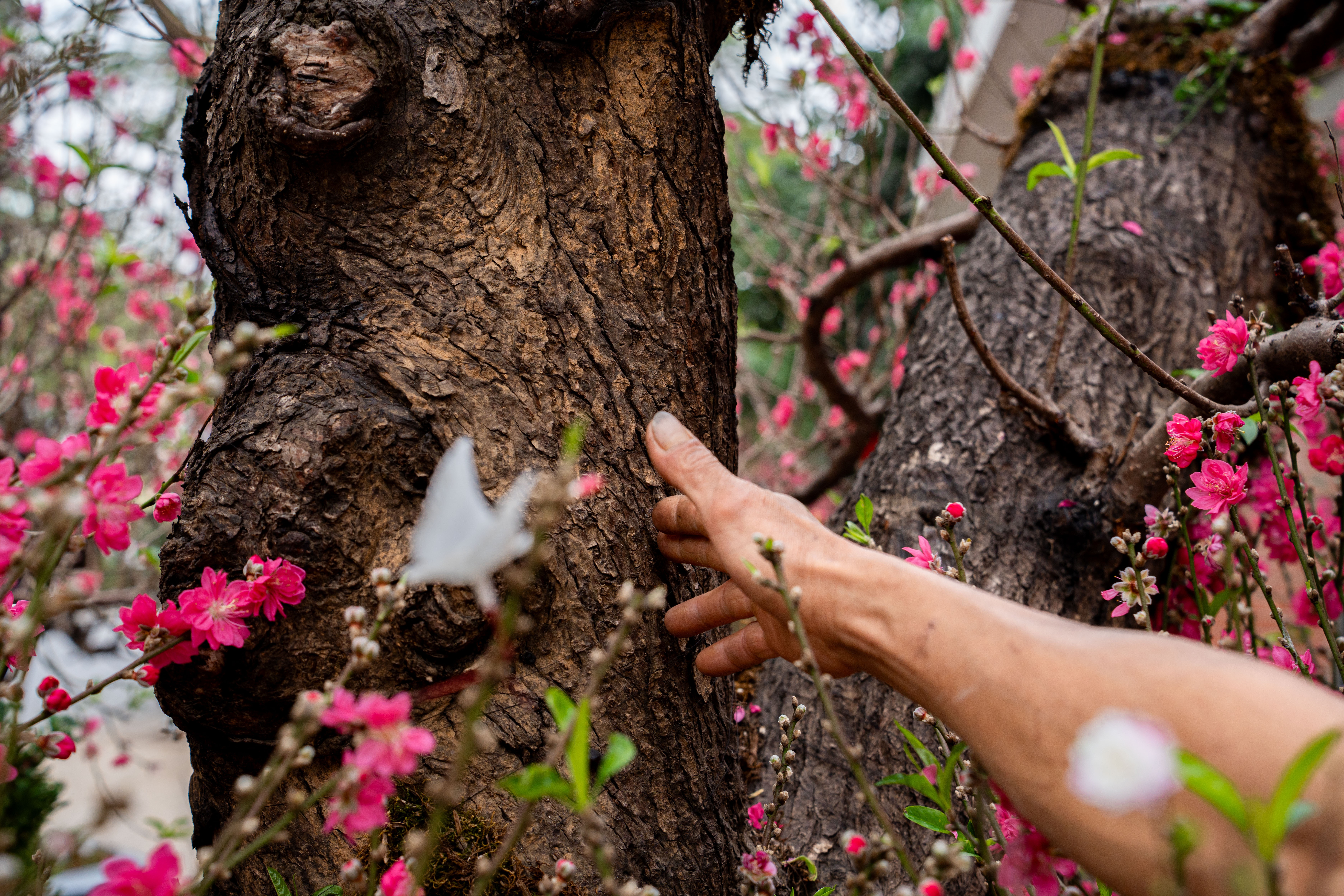 Cay dao tram trieu,  Cay tram trieu,  Cay Tet Ha,  Dao Nhat Tan anh 3