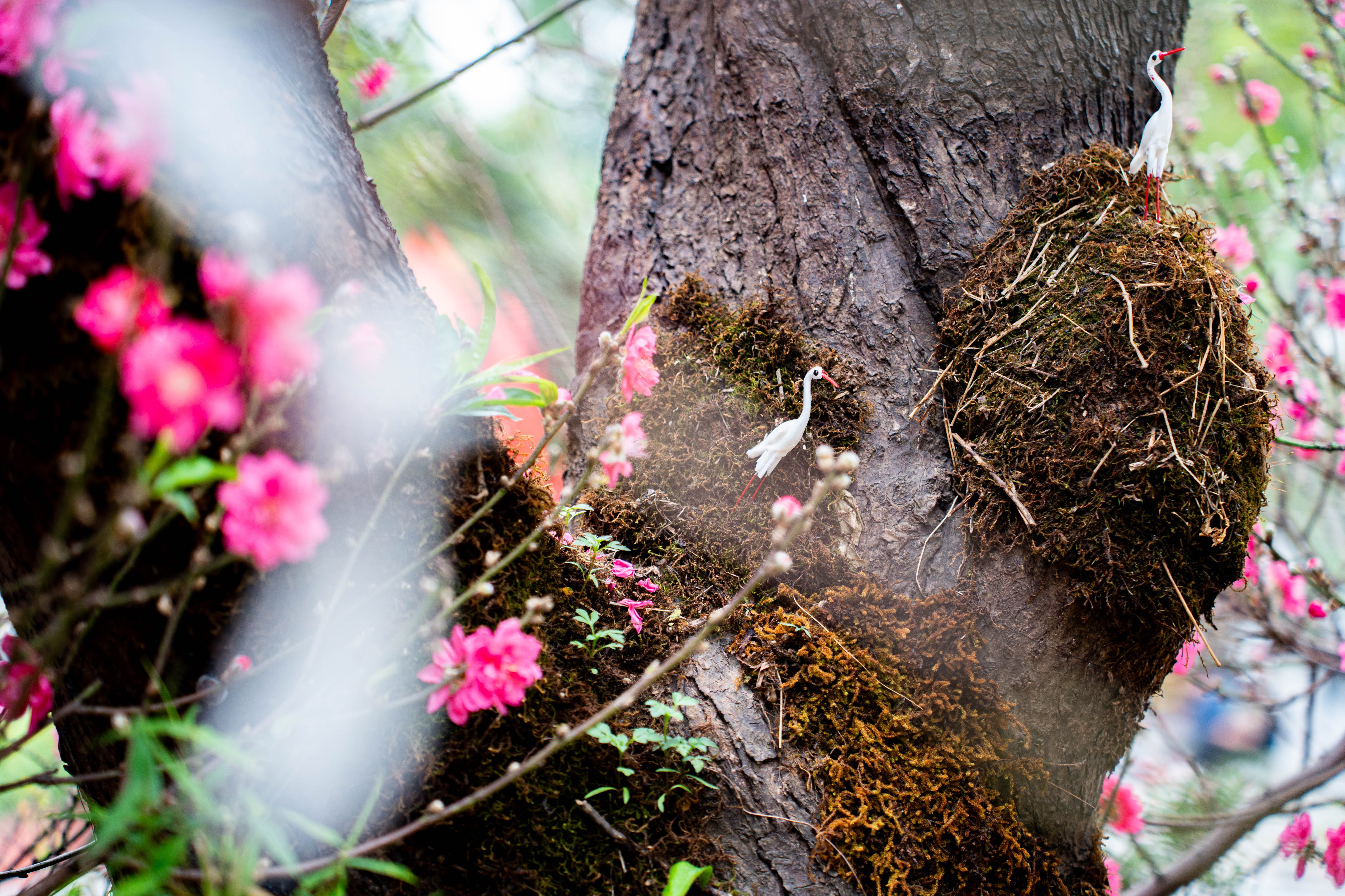 Cay dao tram trieu,  Cay tram trieu,  Cay Tet Ha,  Dao Nhat Tan anh 5