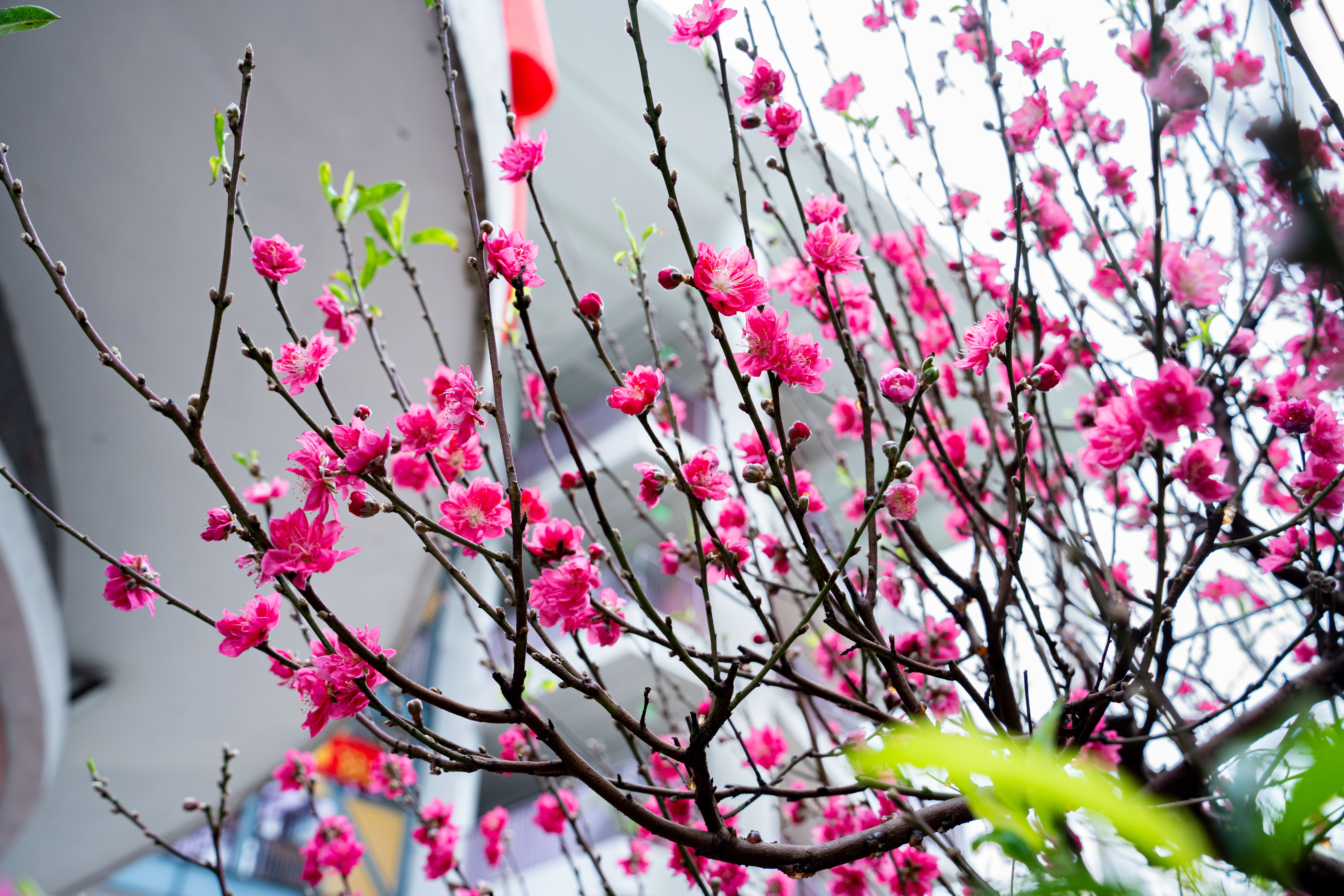 Cay dao tram trieu,  Cay tram trieu,  Cay Tet Ha,  Dao Nhat Tan anh 6