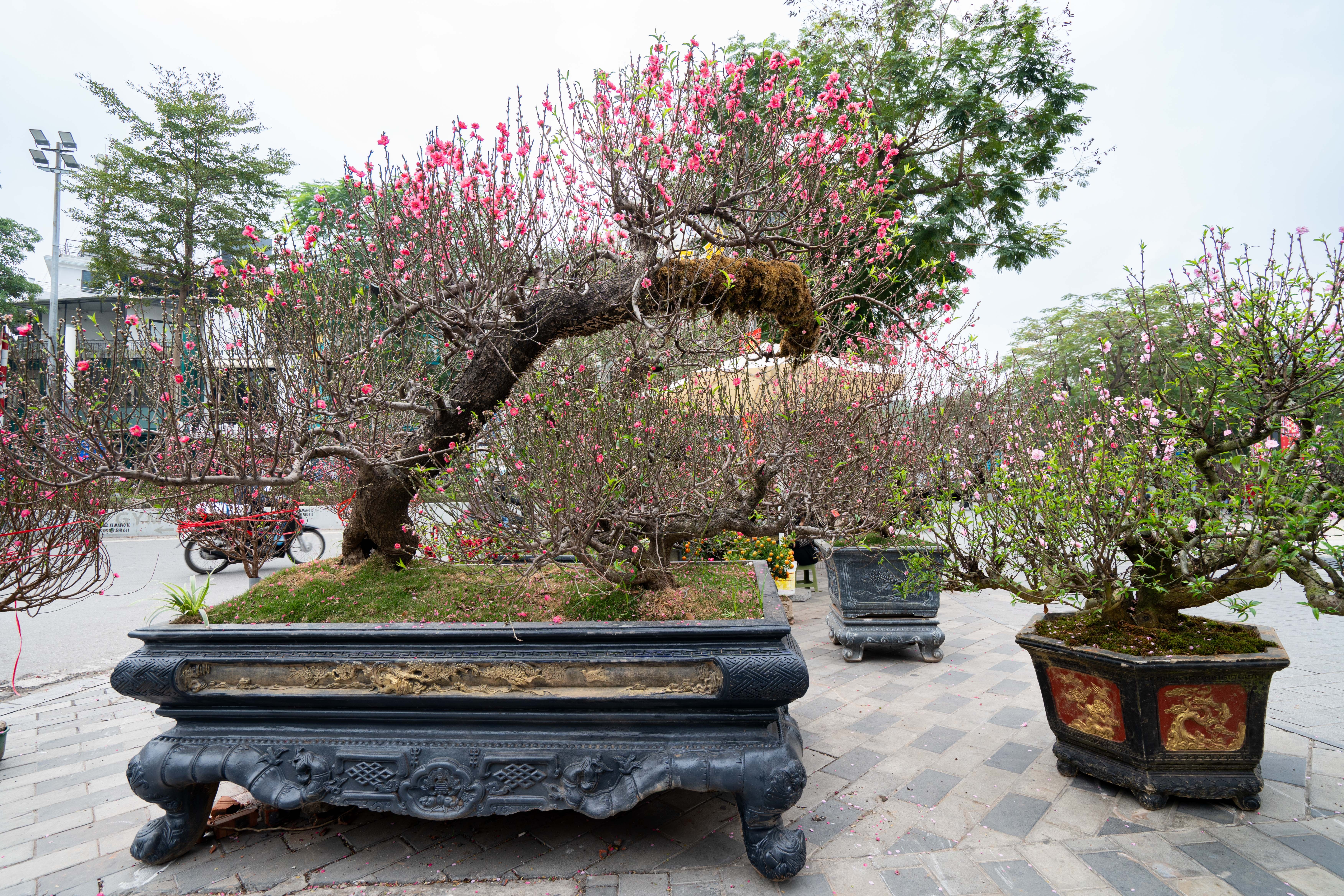 Cay dao tram trieu,  Cay tram trieu,  Cay Tet Ha,  Dao Nhat Tan anh 12