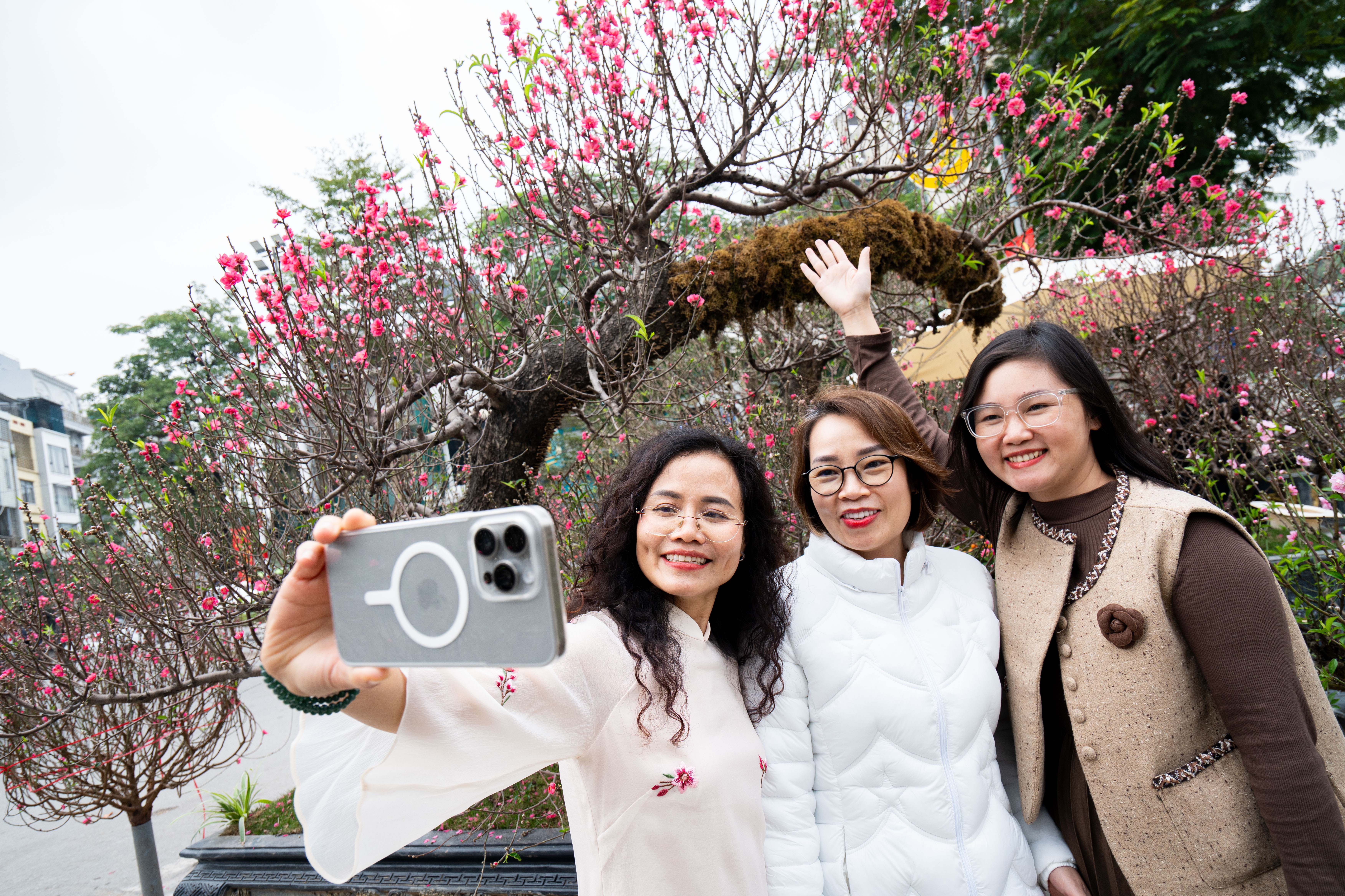 Cay dao tram trieu,  Cay tram trieu,  Cay Tet Ha,  Dao Nhat Tan anh 10