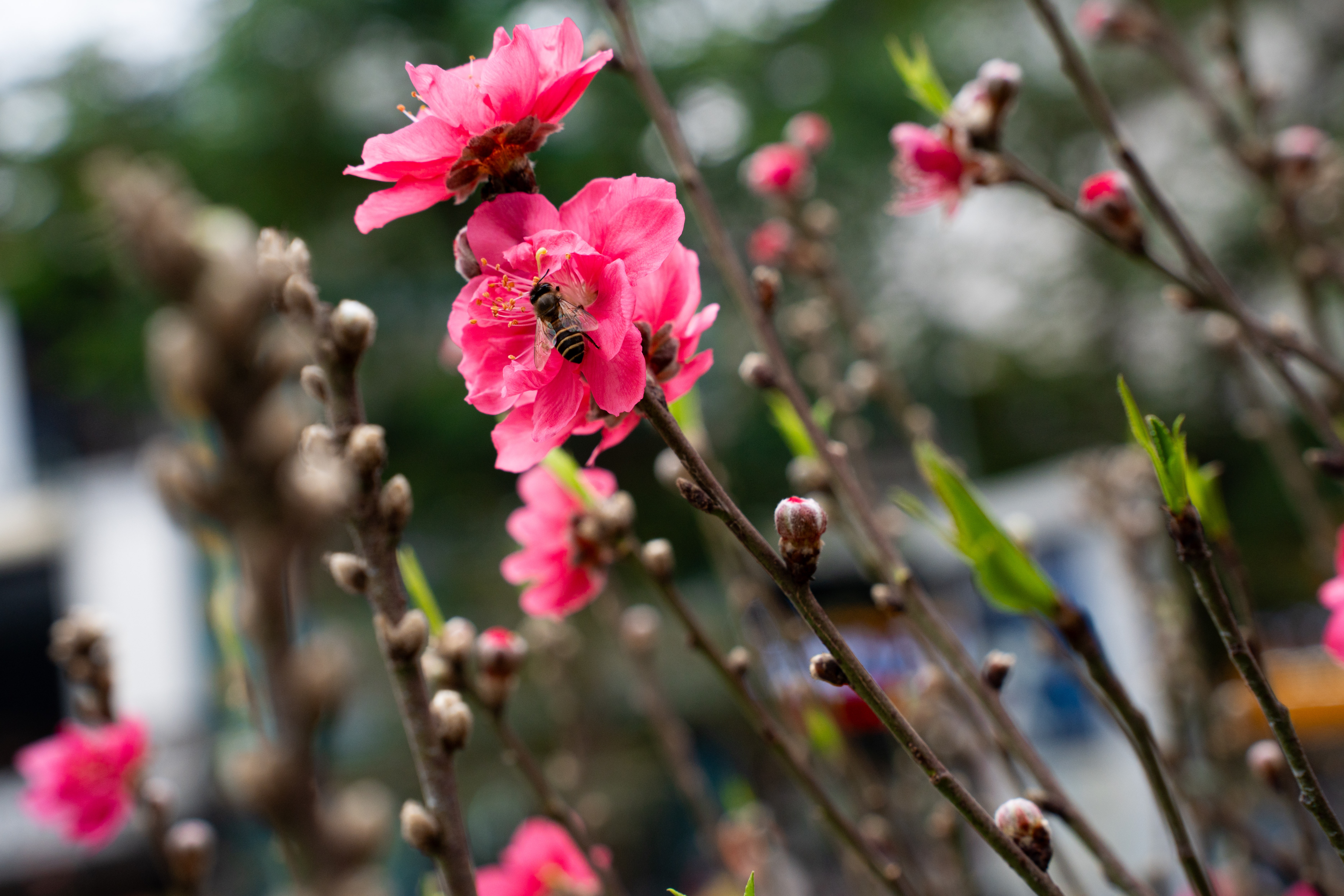 Cay dao tram trieu,  Cay tram trieu,  Cay Tet Ha,  Dao Nhat Tan anh 8