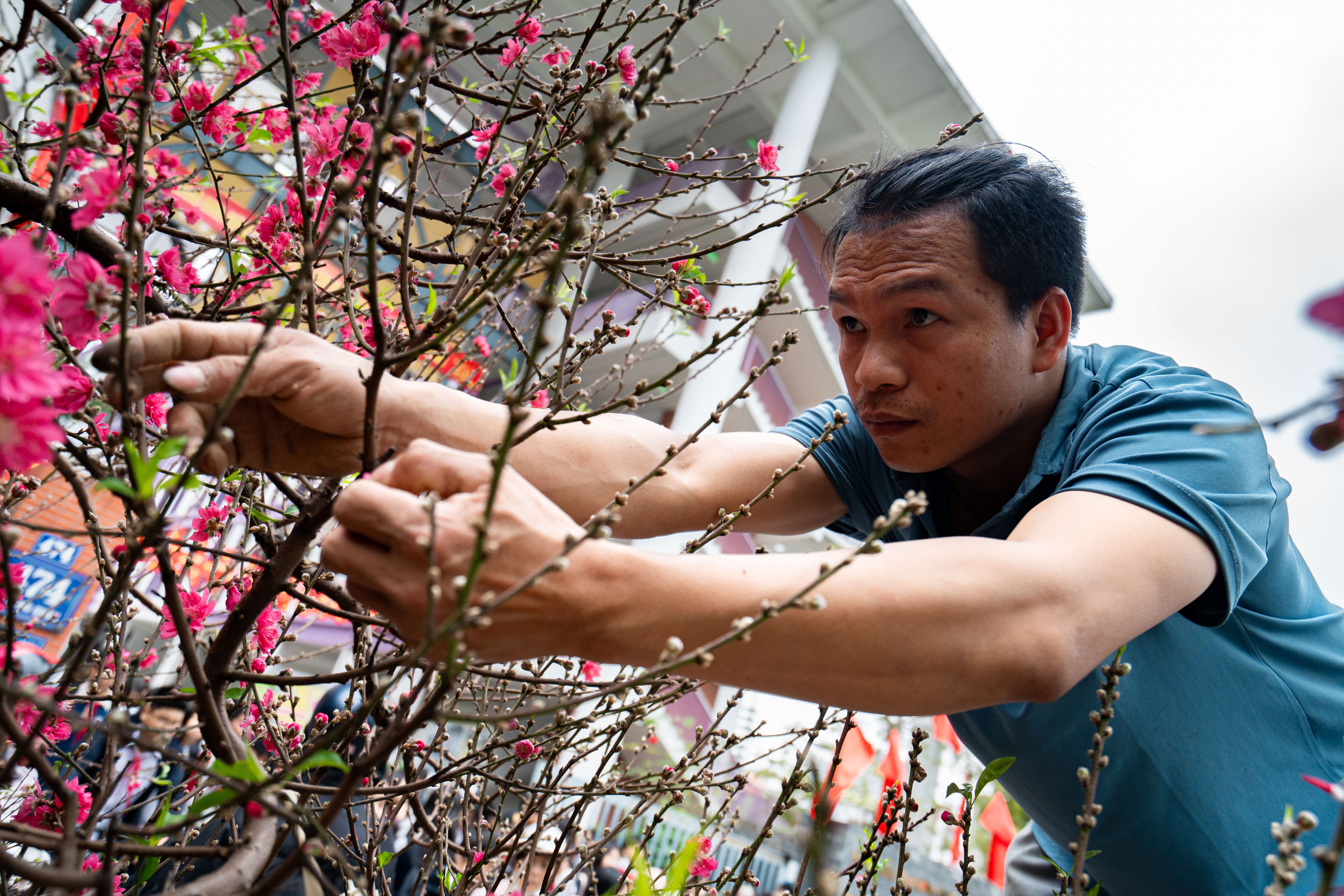 Cay dao tram trieu,  Cay tram trieu,  Cay Tet Ha,  Dao Nhat Tan anh 4