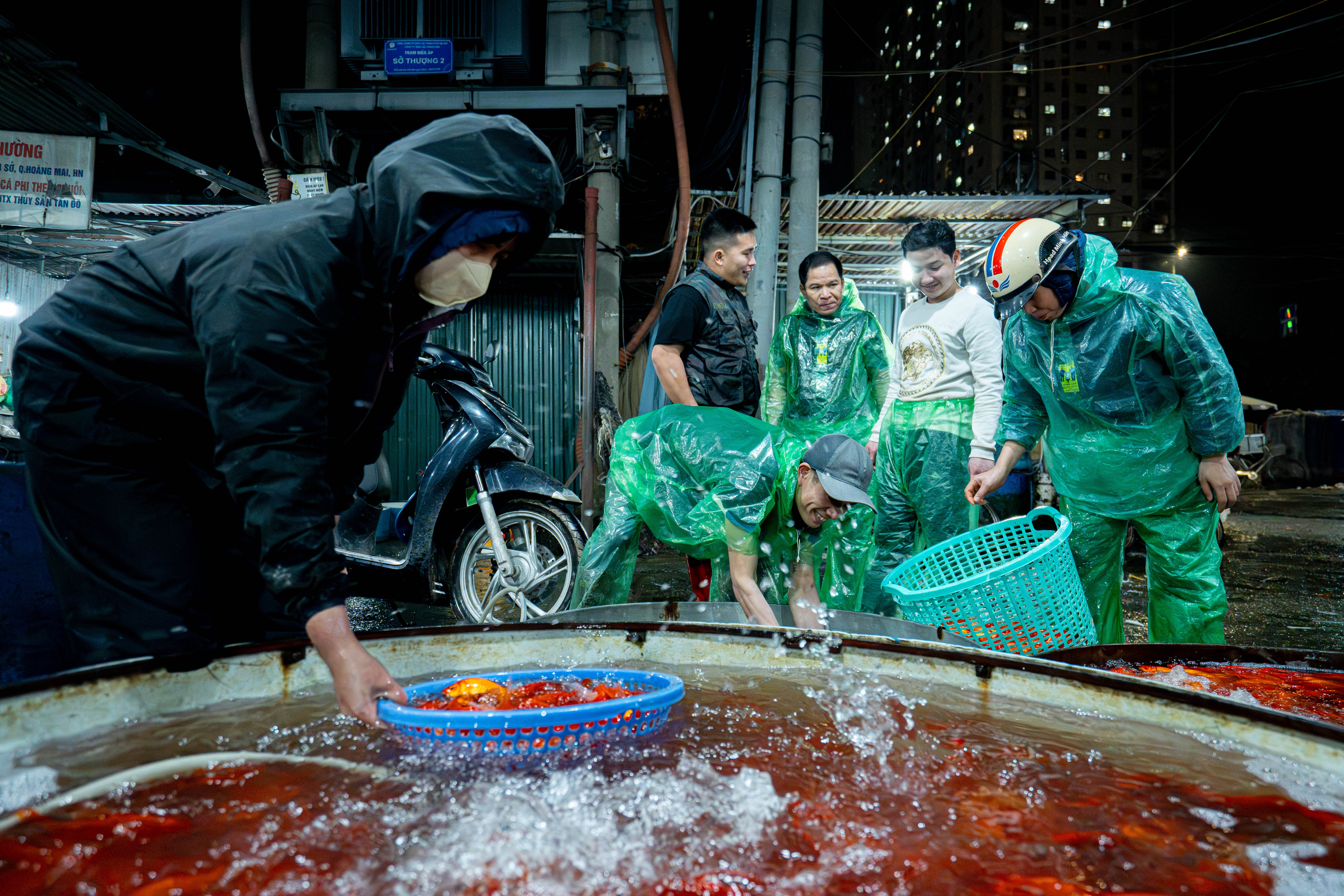 Gia ca chep cung ong Cong ong Tao giam sau, cho ca diu hiu hinh anh