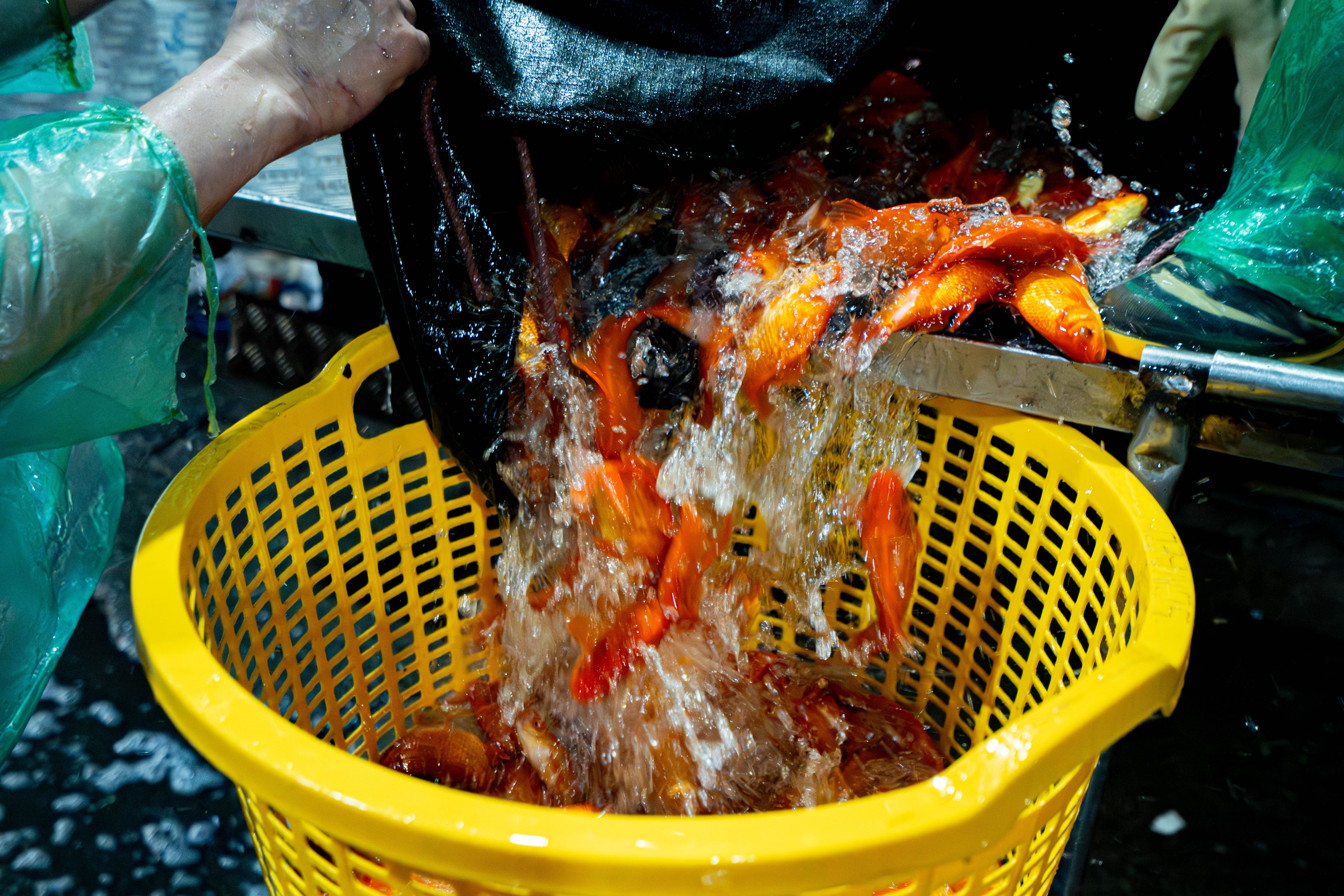 ong cong ong tao anh 6