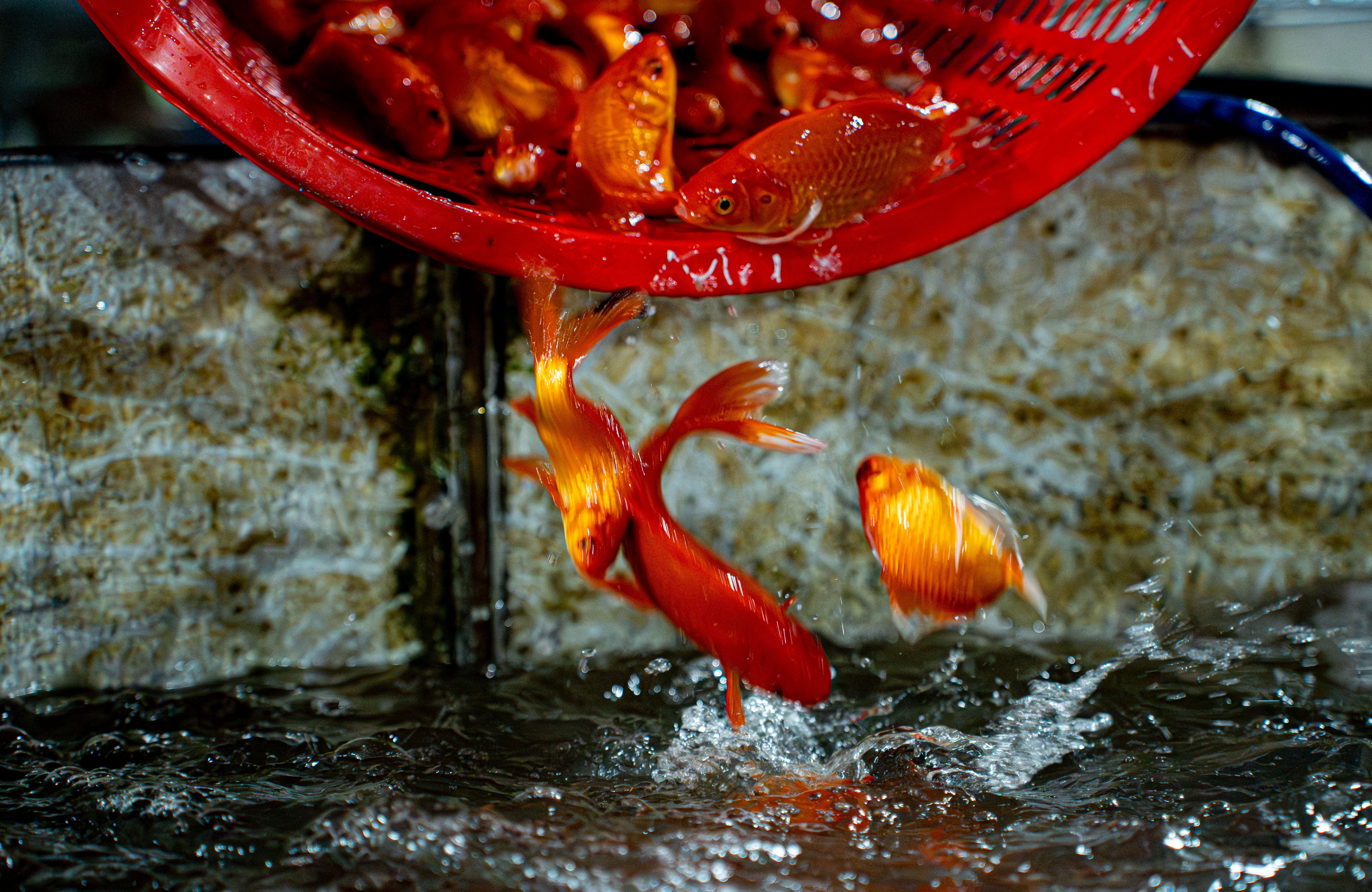 ong cong ong tao anh 13