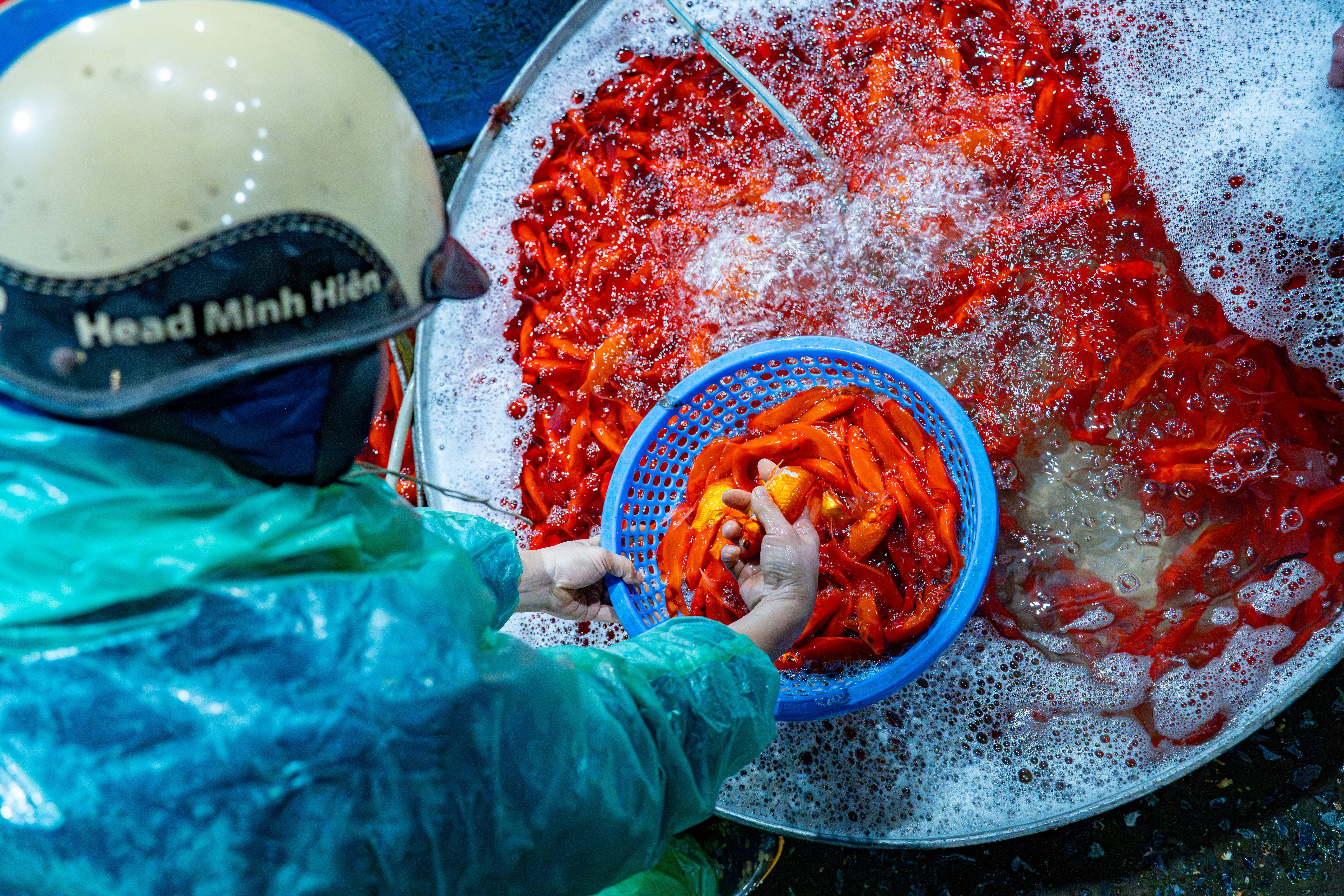 ong cong ong tao anh 12