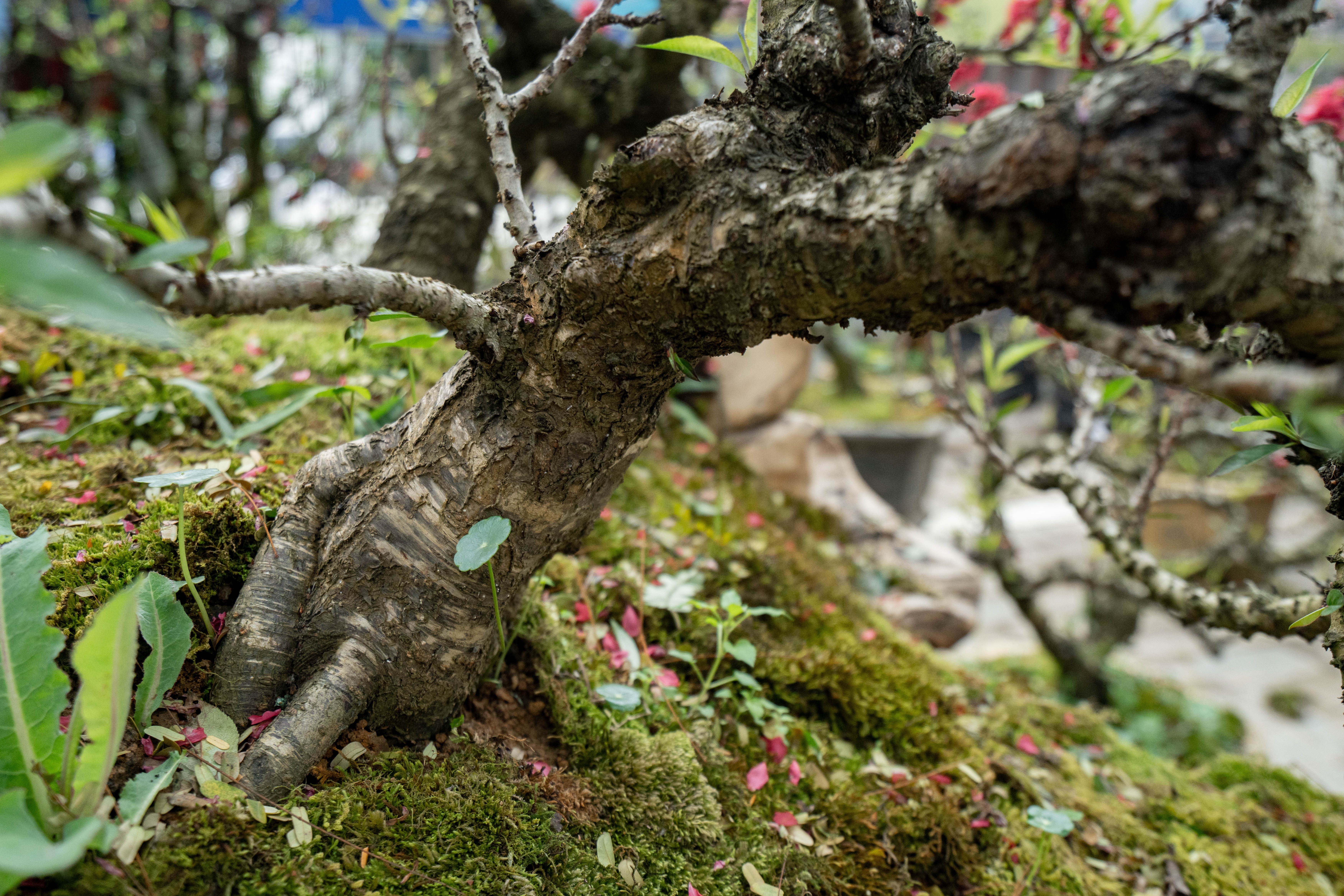 Dao That Thon anh 10