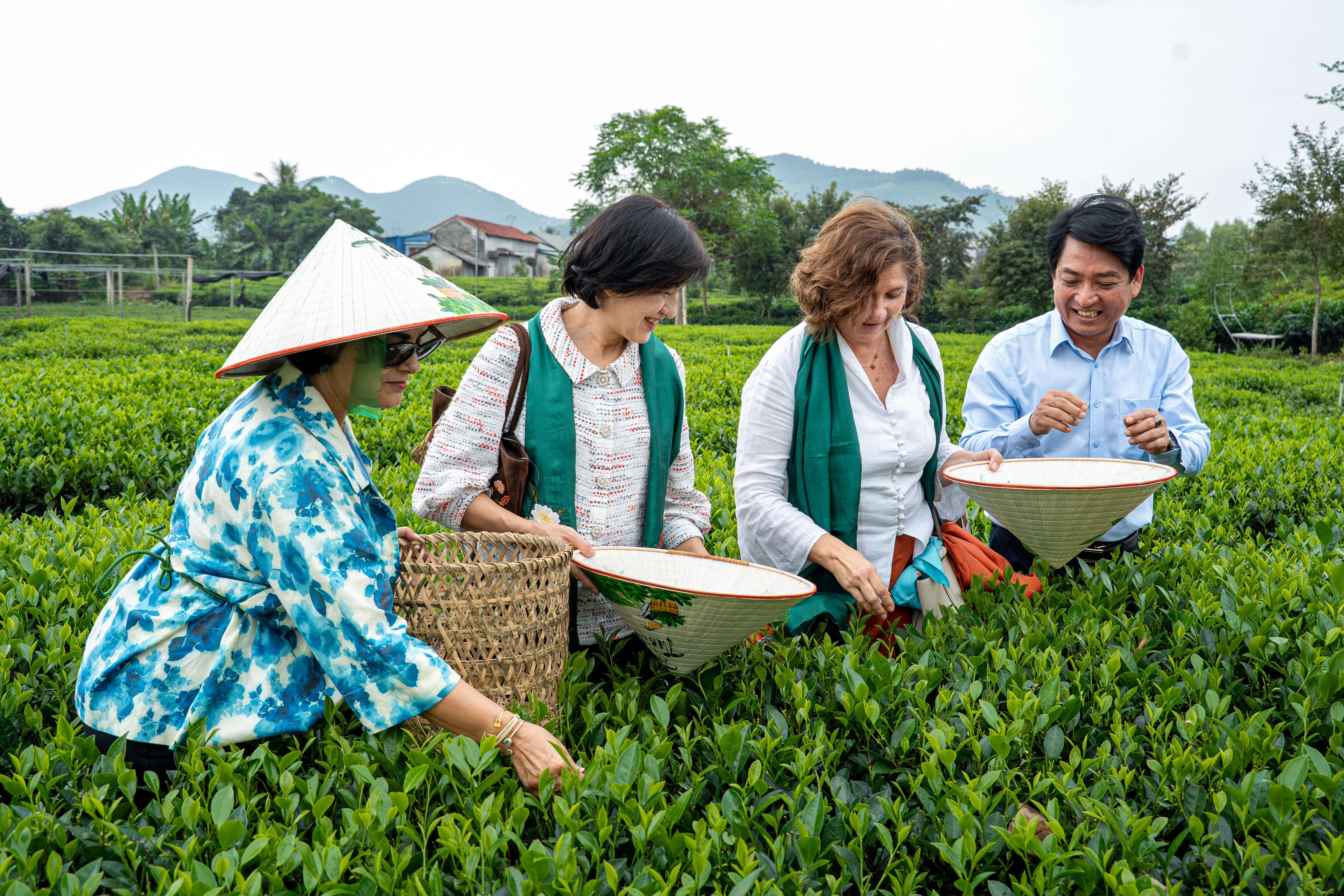 Ch&egrave; Th&aacute;i Nguy&ecirc;n,  Tr&agrave; quốc tế,  Festival,  Đại sứ qu&aacute;n,  Th&aacute;i Nguy&ecirc;n ảnh 3