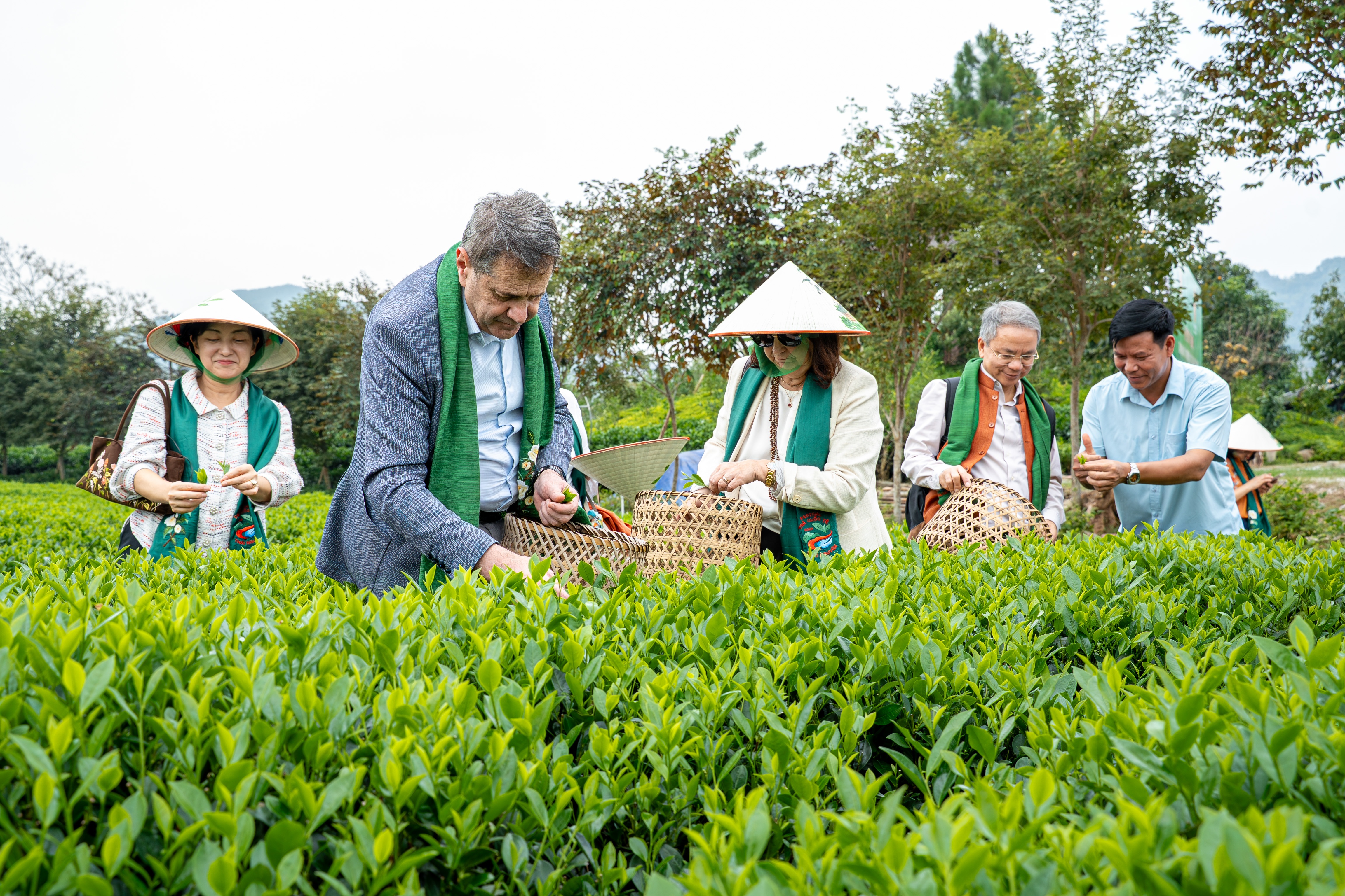 Các đại sứ, nhà ngoại giao trải nghiệm hái chè Thái Nguyên