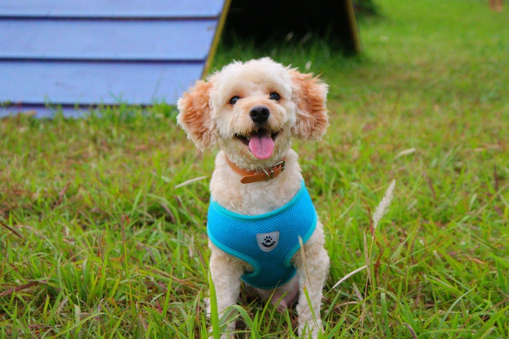 Cong vien danh cho cho dau tien tai Ha Noi hinh anh