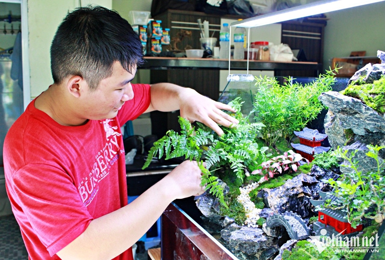 chơi bể cá thuỷ sinh ảnh 2 choi be ca thuy sinh anh 2