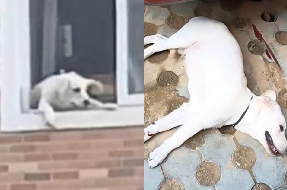 Cap vo chong Trung Quoc nem cho tu tang 4 chung cu hinh anh