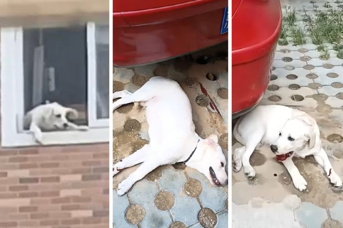 Nem cho khoi cua so anh 1