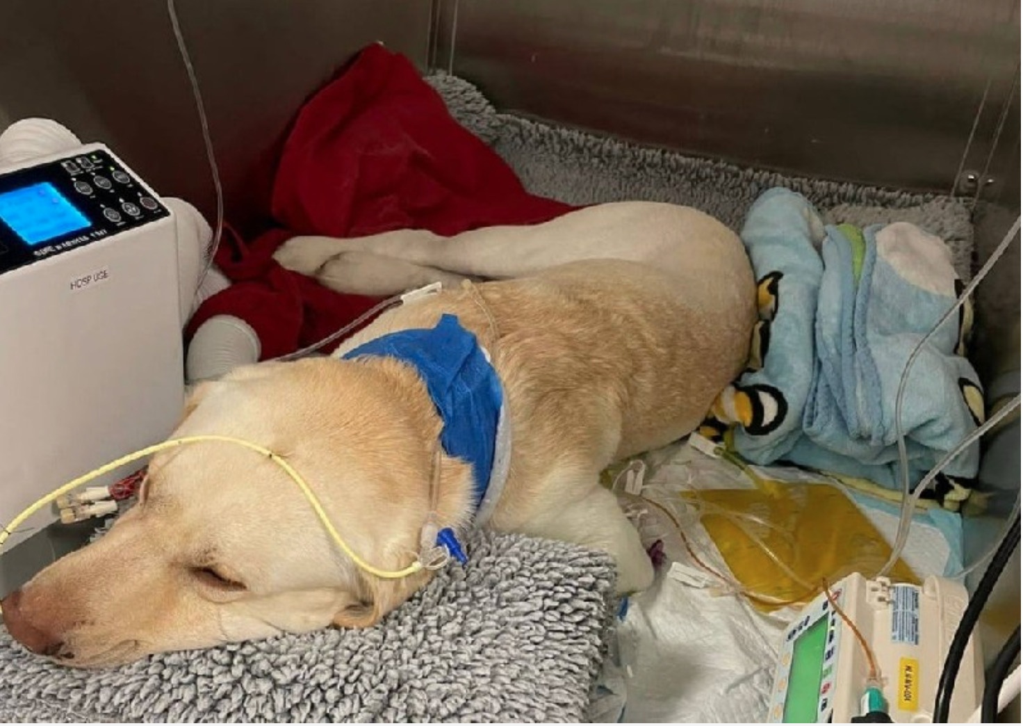 Bo hon 50.000 USD gianh giat su song cho cho cung hinh anh