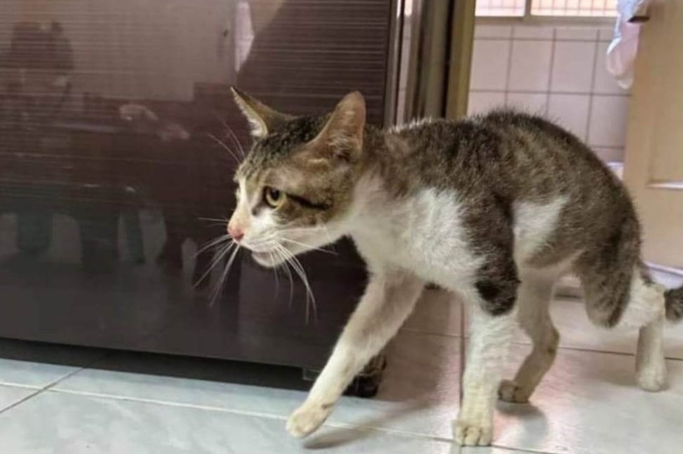 Nhan nuoi 20 con meo roi bo doi, gay chan thuong cot song hinh anh