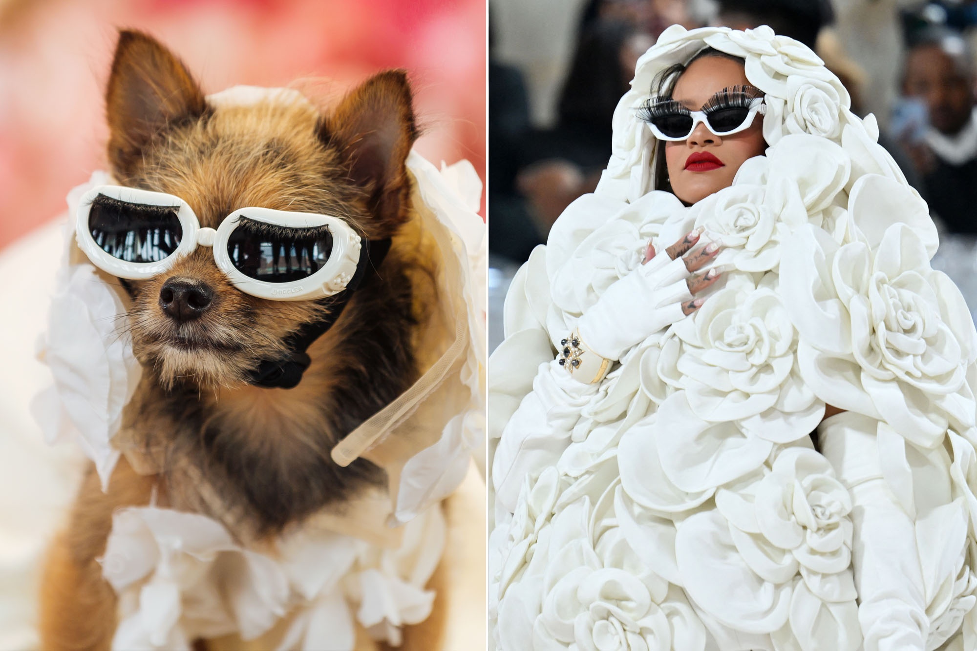 Cho mac vay giong Rihanna, meo dien ao nhu Doja Cat hinh anh