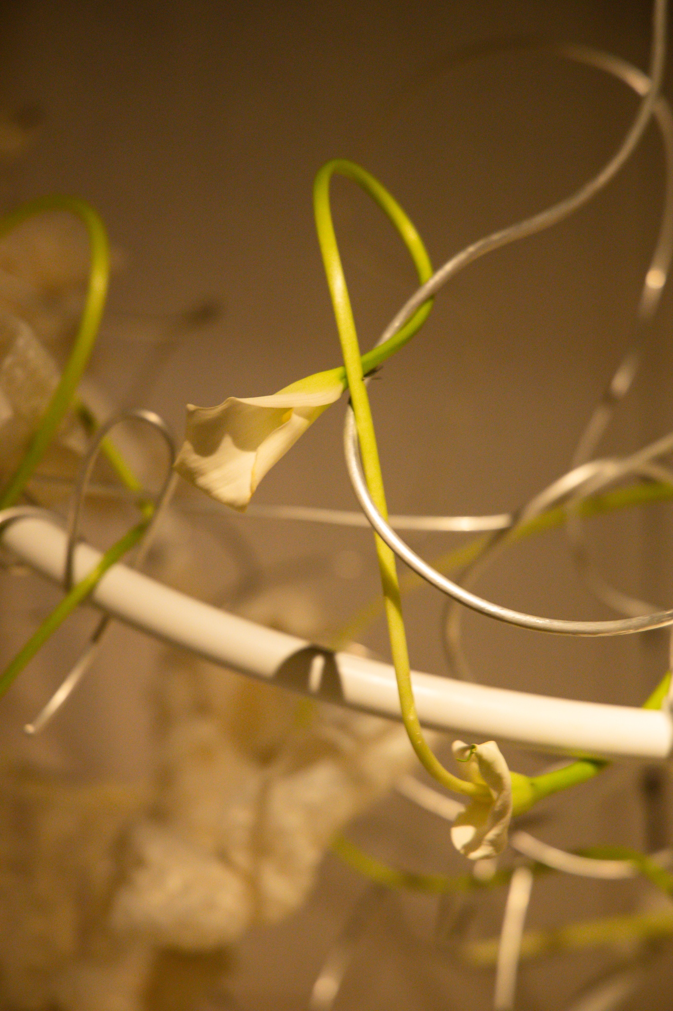 O The Body of Art anh 14