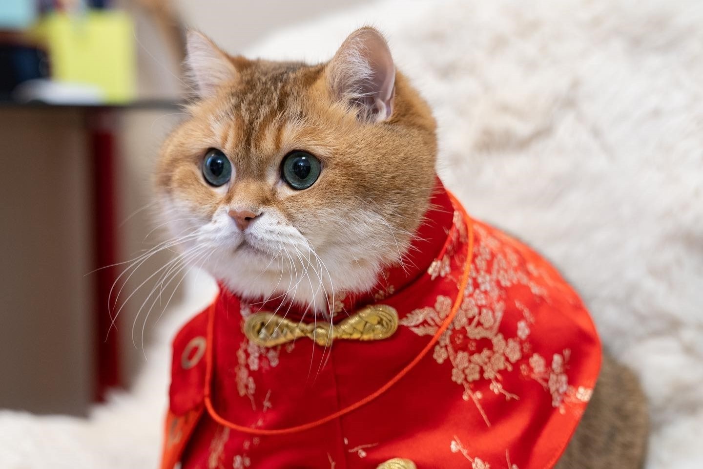 thu cung,  ao Tet cho cho,  quan ao thu cung,  phu kien thu cung anh 2