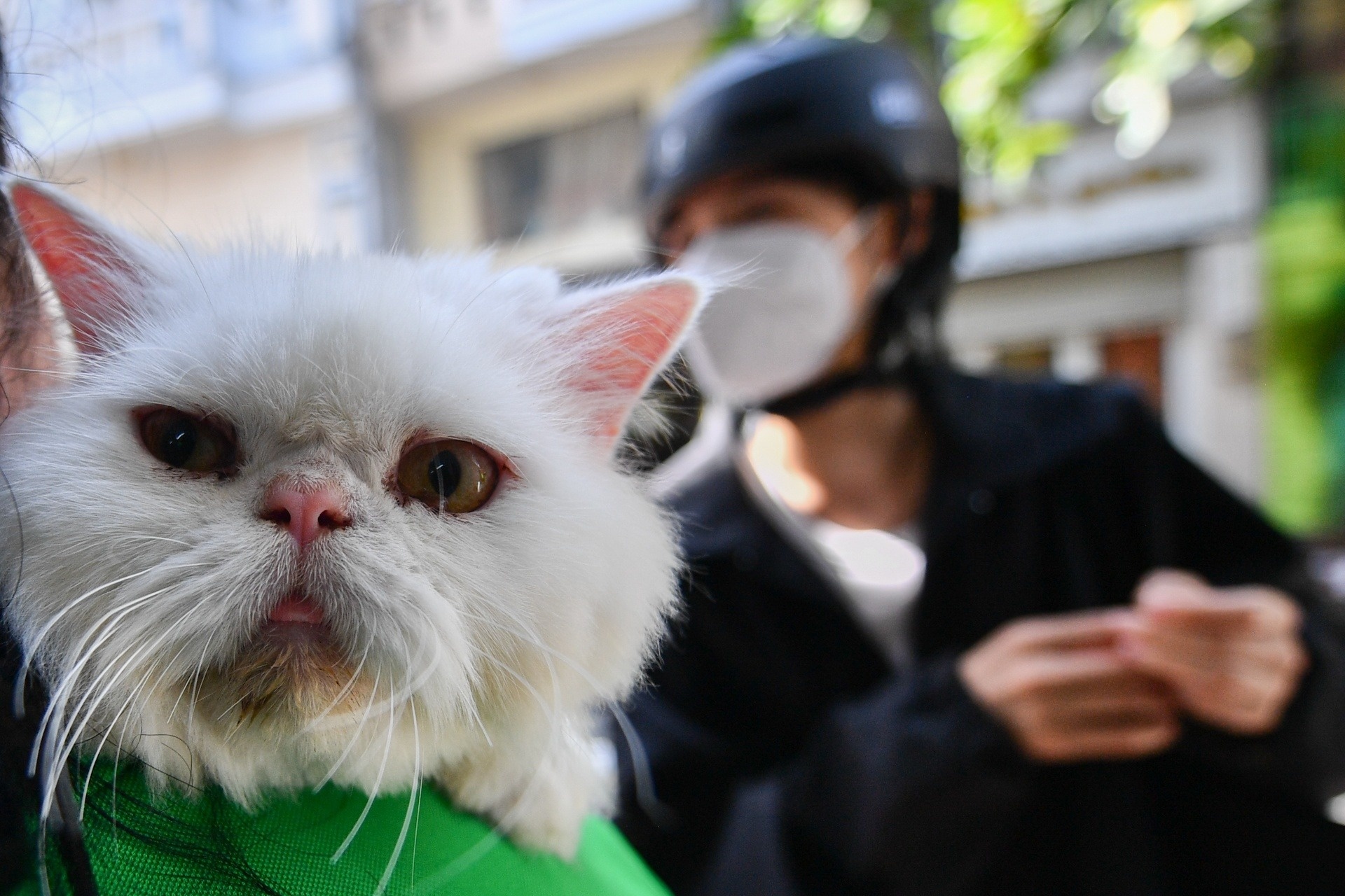 Ton 13 trieu dong de dua meo ve que an Tet hinh anh