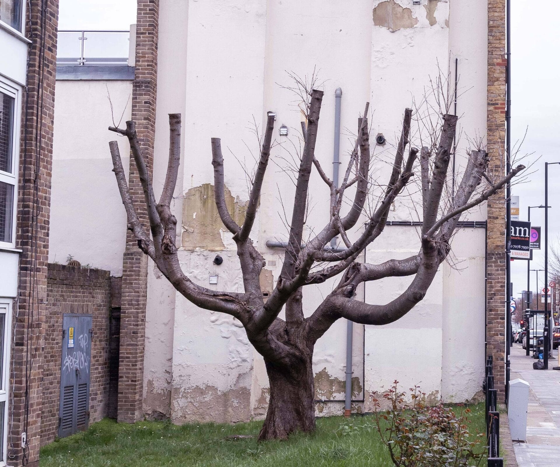 Banksy là ai,  Banksy vẽ cái cây,  tranh tường của Banksy,   ảnh 3 Banksy la ai,  Banksy ve cai cay,  tranh tuong cua Banksy, anh 3