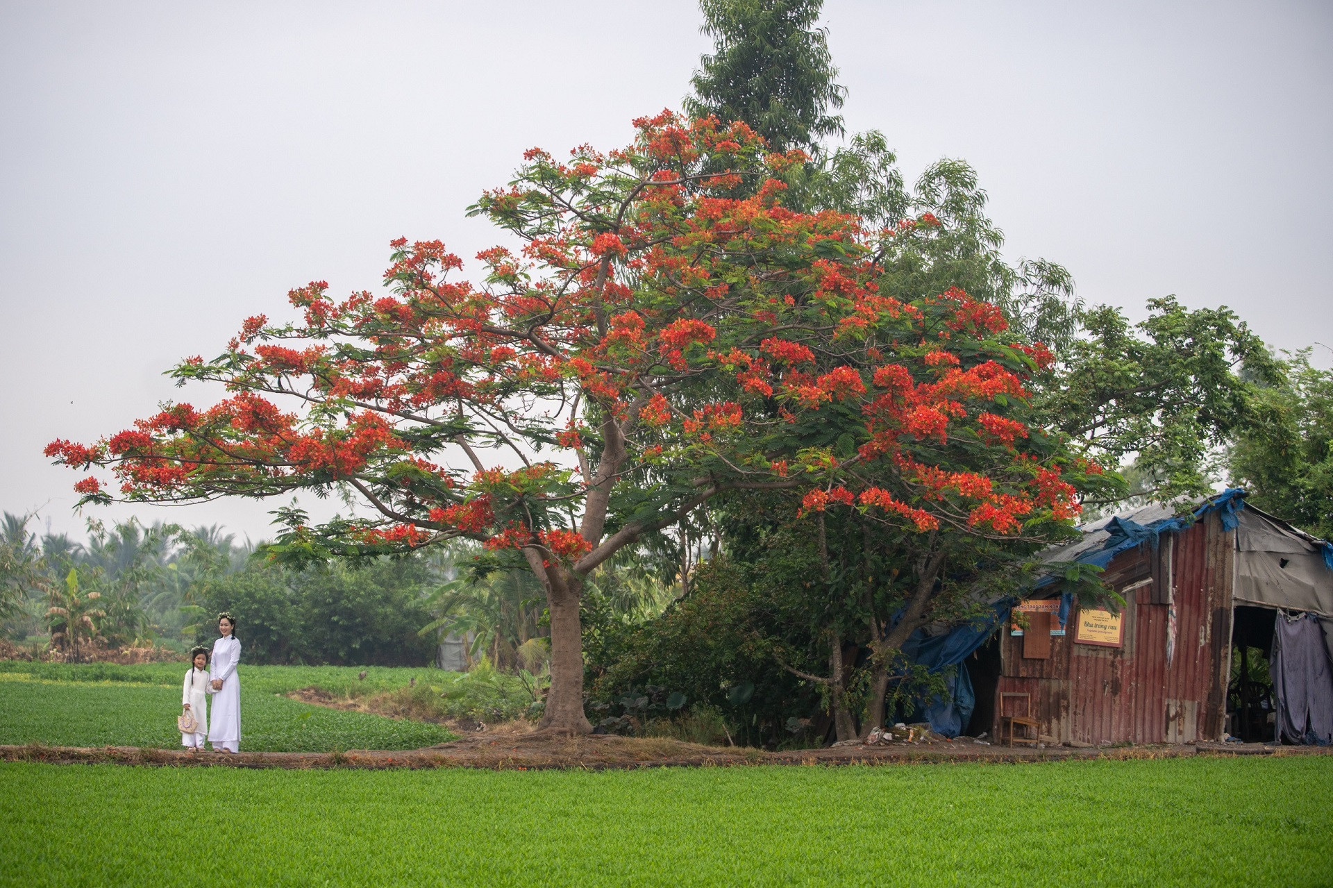 Khach hai hoa, be canh tai 'cay phuong co don' noi tieng TP.HCM hinh anh