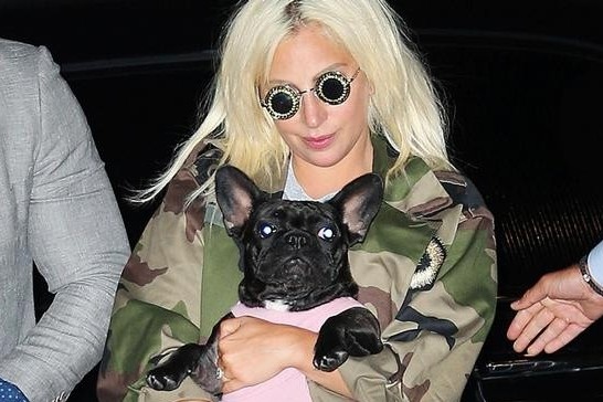 Hai chu cho cua Lady Gaga duoc tang do hieu, di may bay rieng hinh anh