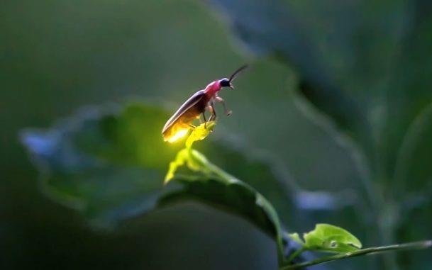 Vi sao dom dom phat sang? hinh anh