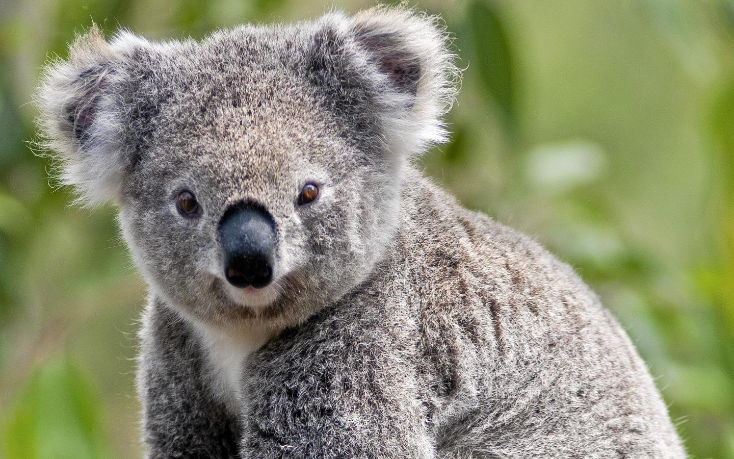 Loai vat co van tay giong con nguoi hinh anh