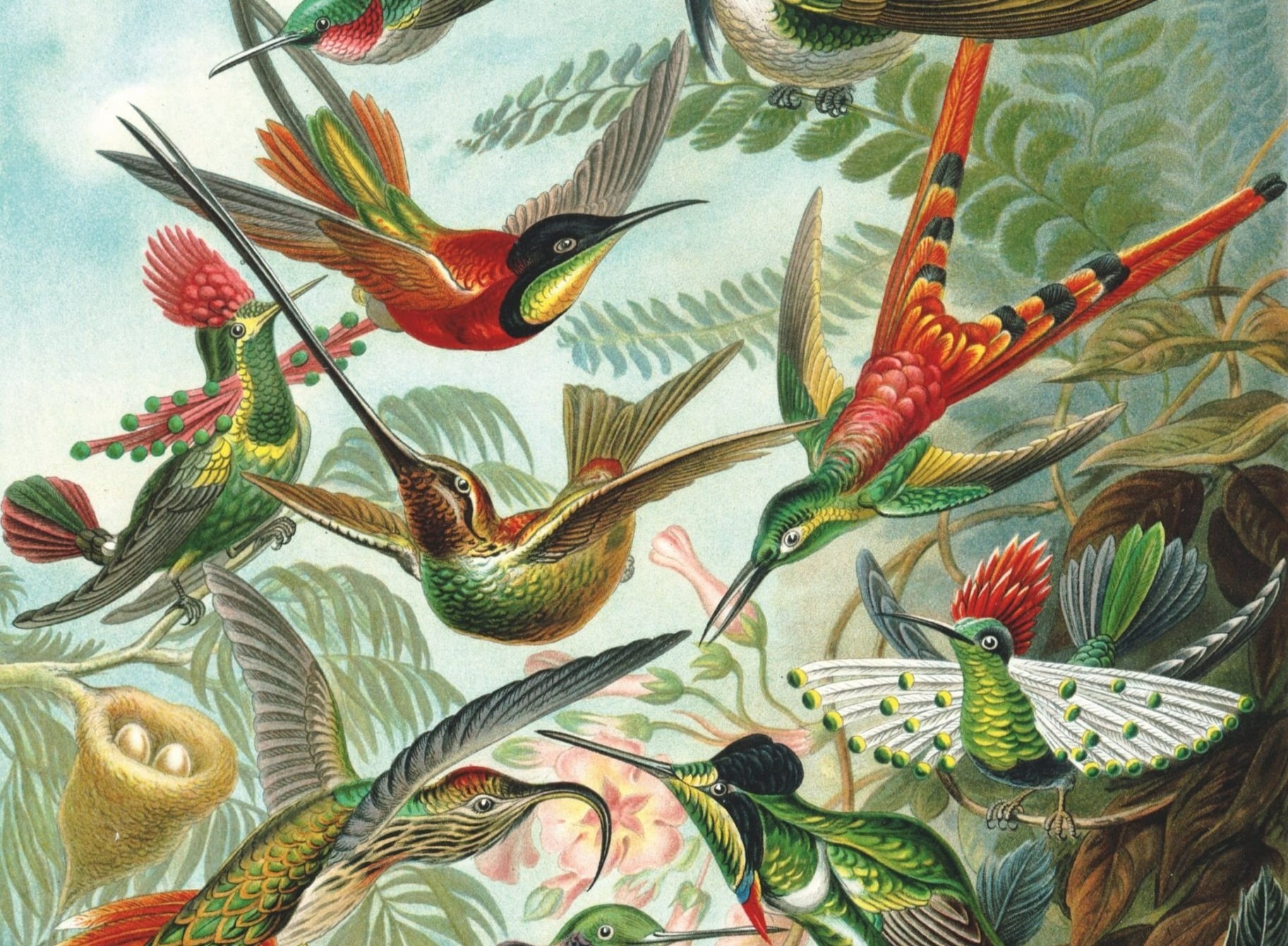 Bay qua the gioi tuyet dep cua cac loai chim hinh anh