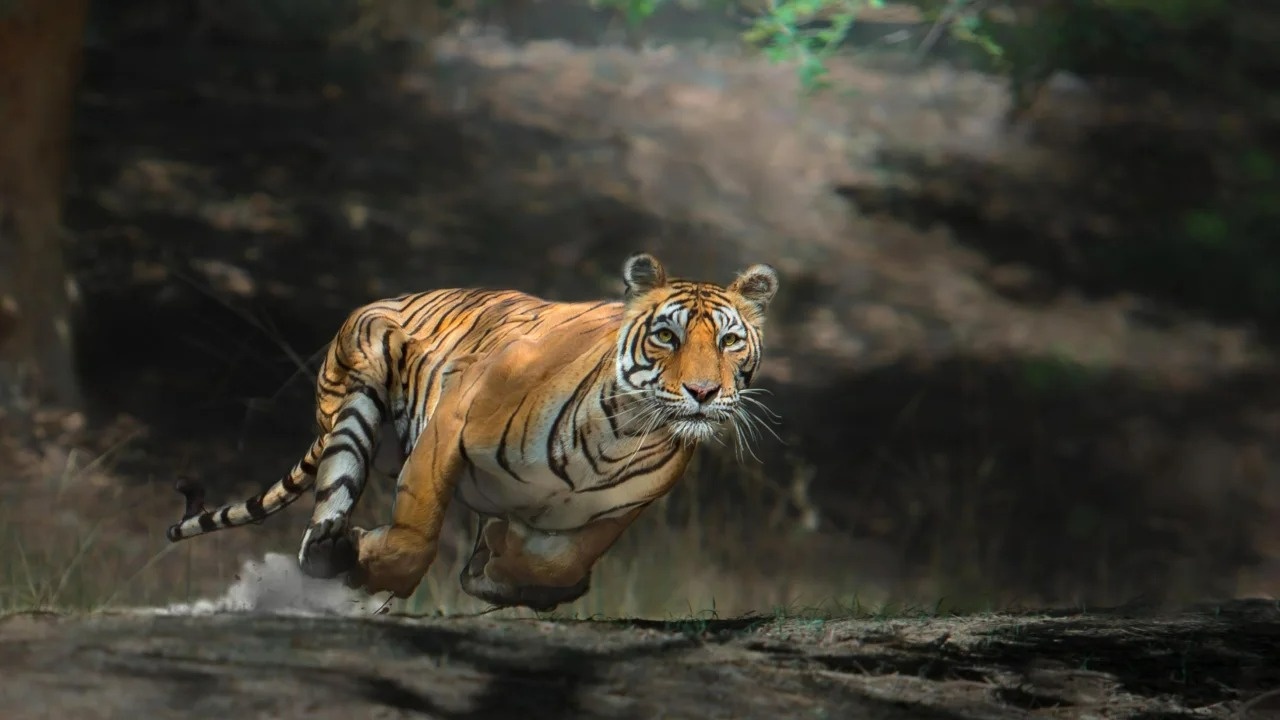 Nam loai dong vat lon, la bieu tuong cua the gioi hoang da hinh anh