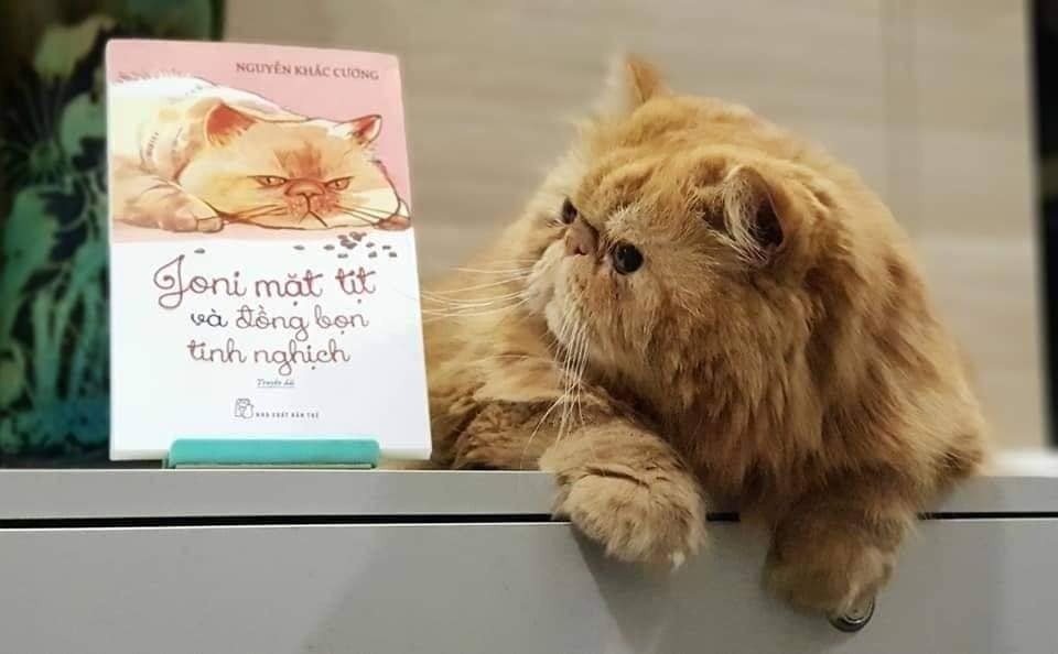 Chuyen ve meo Joni co nang luc chua lanh thuong ton hinh anh