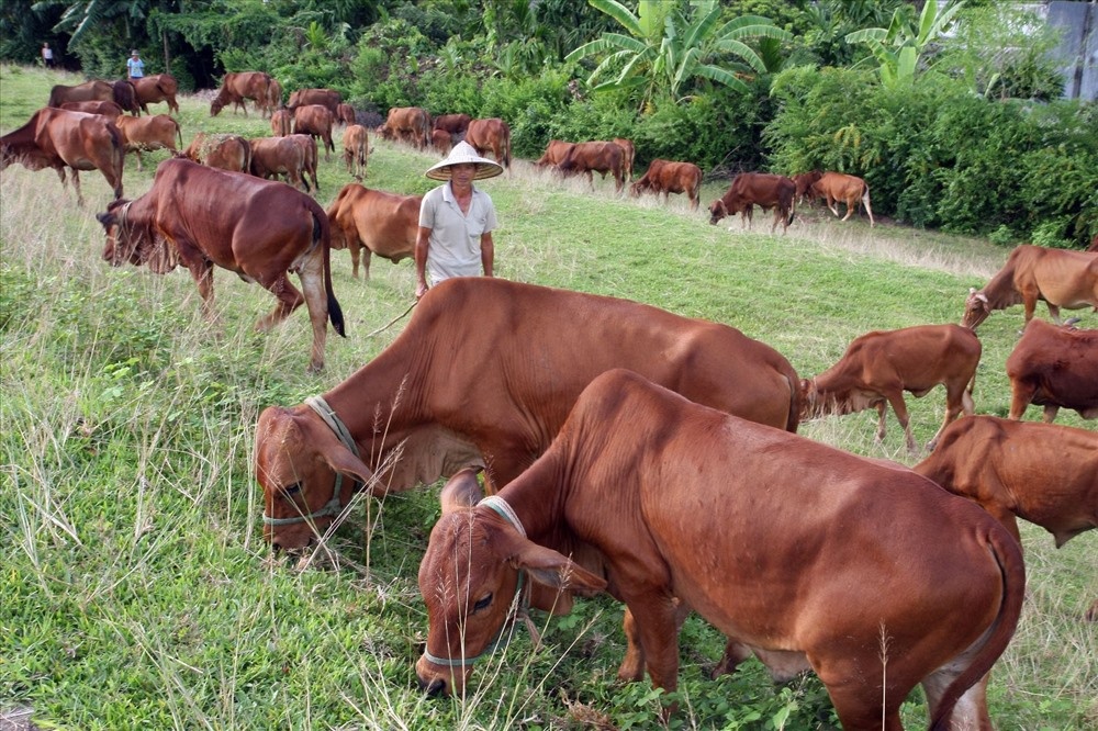 Thịt b&ograve; ảnh 1