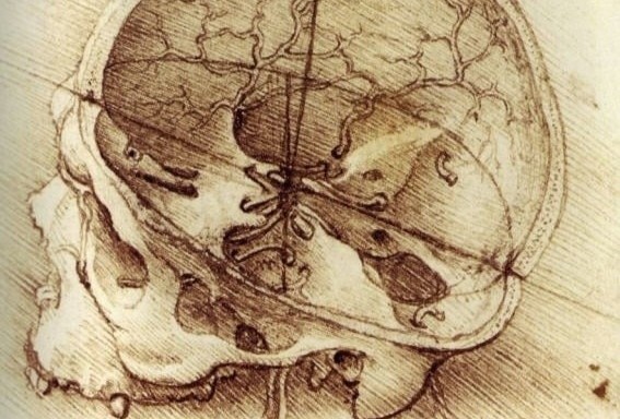 Leonardo nghiên cứu hộp sọ suốt một năm