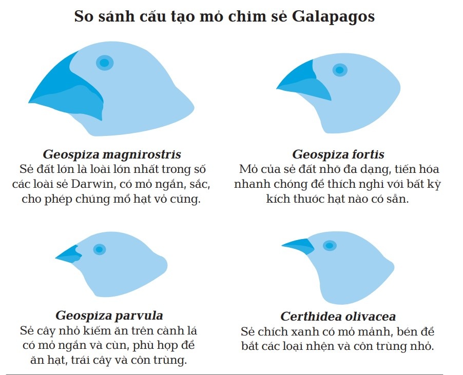 Chọn lọc tự nhi&ecirc;n ảnh 1