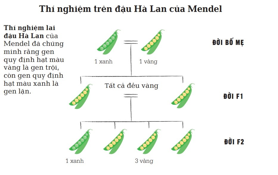 Gregor Mendel ảnh 1