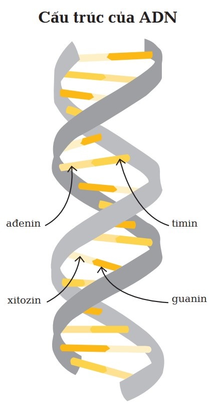 ADN ảnh 1