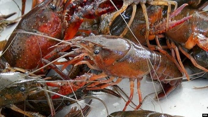 Tom hum dat nguy hai the nao,  vi sao phai tieu diet,  cam buon ban? anh 1