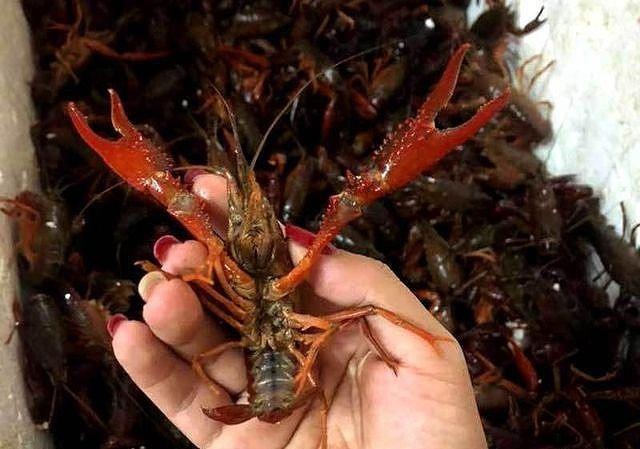 Gan 1 tan tom hum dat nhap lau tu Trung Quoc bi bat giu tai Lao Cai hinh anh