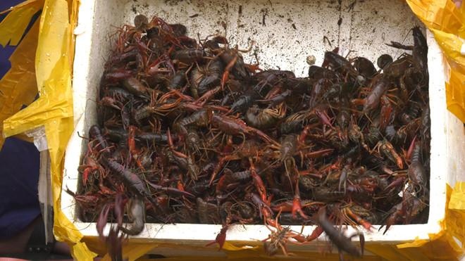 Gan 1 tan tom hum dat nhap lau tu Trung Quoc bi bat giu tai Lao Cai anh 1