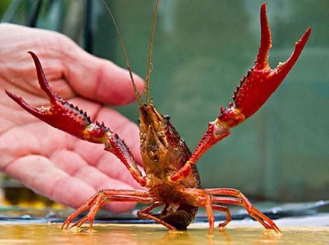 Den luot Tong cuc Hai quan vao cuoc vu tom hum dat hinh anh