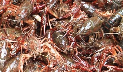 Hon 30 tan tom hum dat nhap ve Viet Nam voi gia beo hinh anh