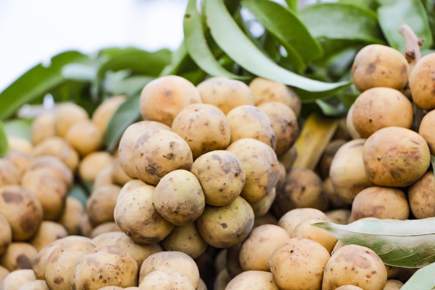 Boòng boong 90.000 đồng/kg khiến nhiều người ‘nhấc lên đặt xuống’ ảnh 1 Boong boong 90.000 dong/kg khien nhieu nguoi ‘nhac len dat xuong’ anh 1