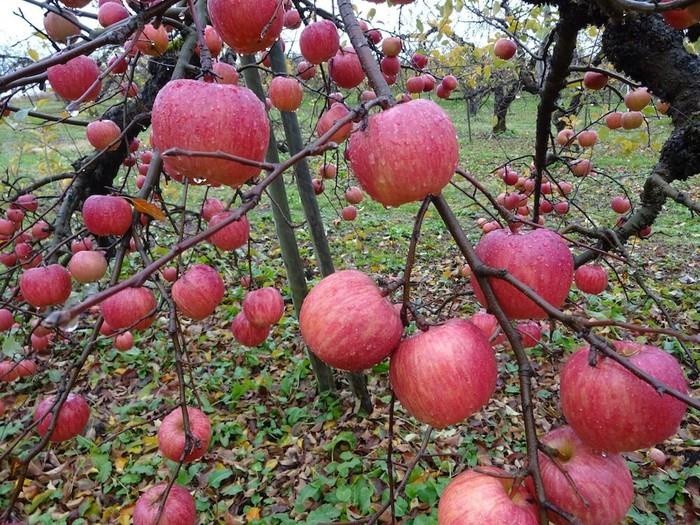 Tao Nhat Sekai-ichi 500.000 dong/qua duoc trong the nao? anh 1