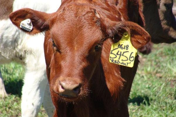 1.600 con trau, bo Uc mat dau tai Viet Nam hinh anh