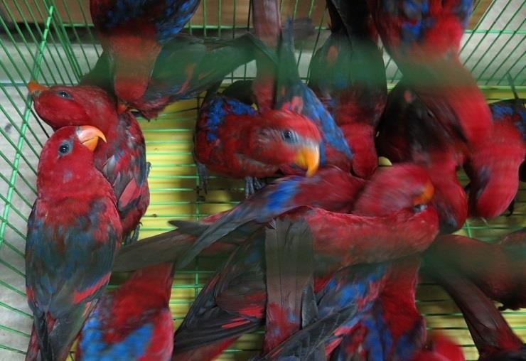 322 con vet quy bi thu giu tren chuyen bay ve Viet Nam hinh anh