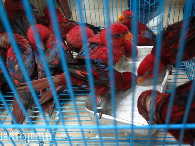 322 ca the vet quy bi bat giu tren chuyen bay cua Vietnam Airlines anh 1