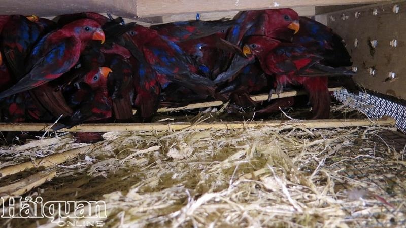 Xác định tên người gửi 322 con vẹt quý trên chuyến bay về Việt Nam ảnh 1 Xac dinh ten nguoi gui 322 con vet quy tren chuyen bay ve Viet Nam anh 1