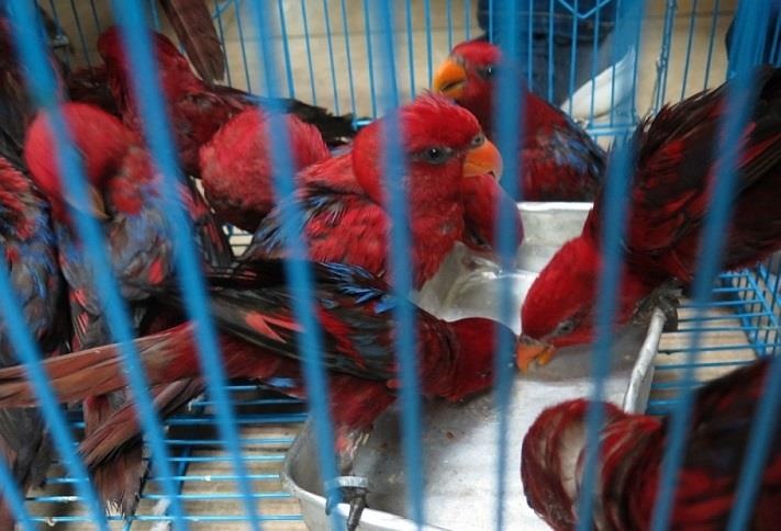 Xac dinh ten nguoi gui 322 con vet quy tren chuyen bay ve Viet Nam hinh anh